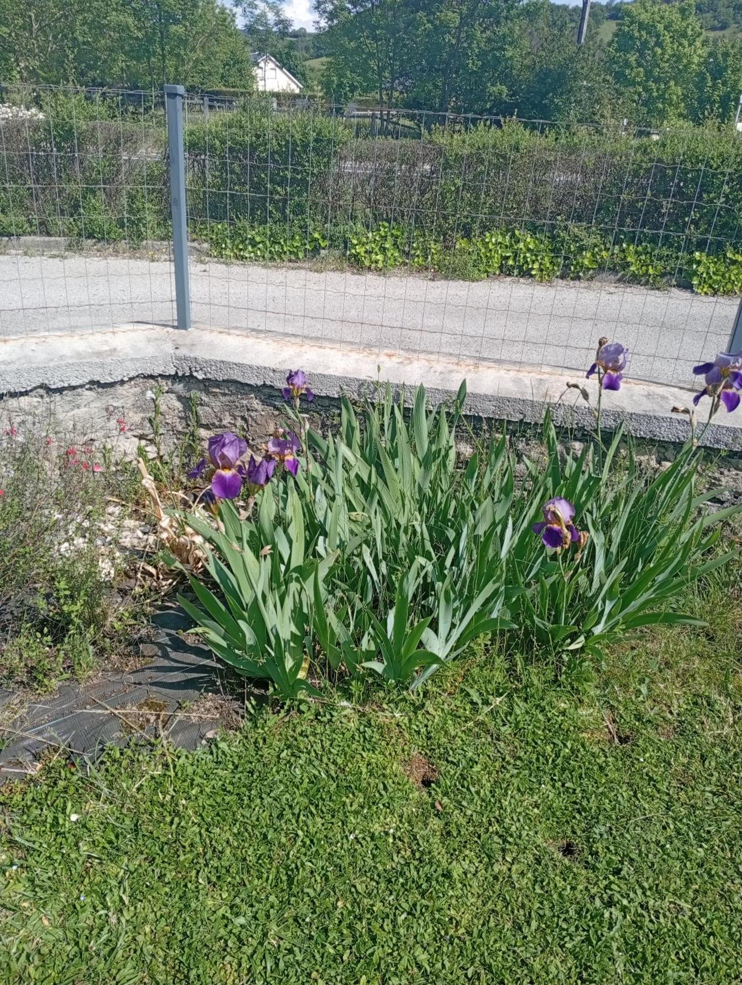 شقة La Clematite D'Olt Saint-Côme-dʼOlt المظهر الخارجي الصورة